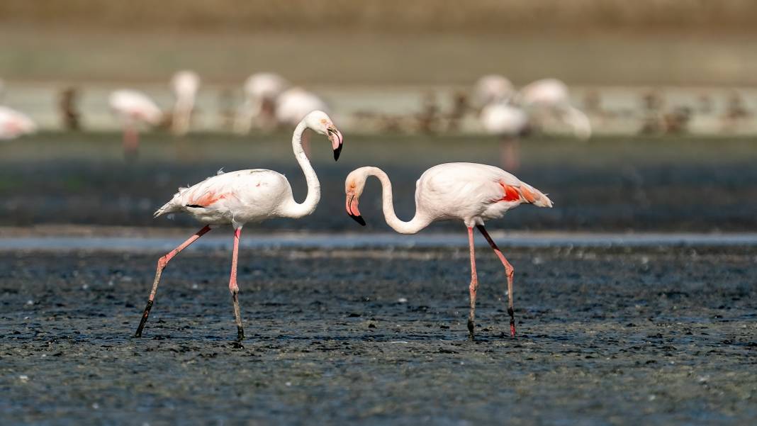 5 bin yavru flamingoyu ağırlayan ünlü gölün en büyük sorunu açıklandı 9